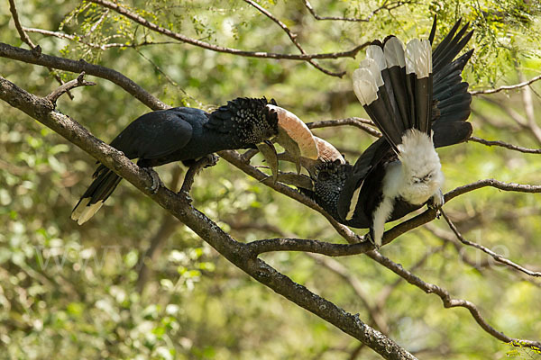 Silberwangen-Hornvogel (Bycanistes brevis)