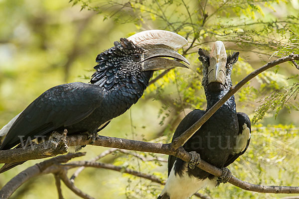 Silberwangen-Hornvogel (Bycanistes brevis)