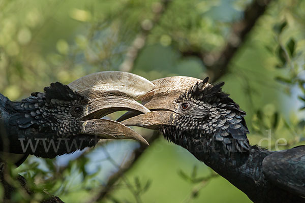 Silberwangen-Hornvogel (Bycanistes brevis)