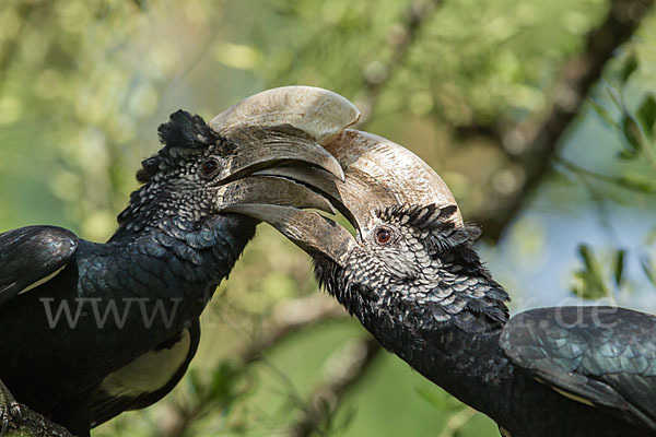 Silberwangen-Hornvogel (Bycanistes brevis)