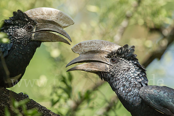 Silberwangen-Hornvogel (Bycanistes brevis)