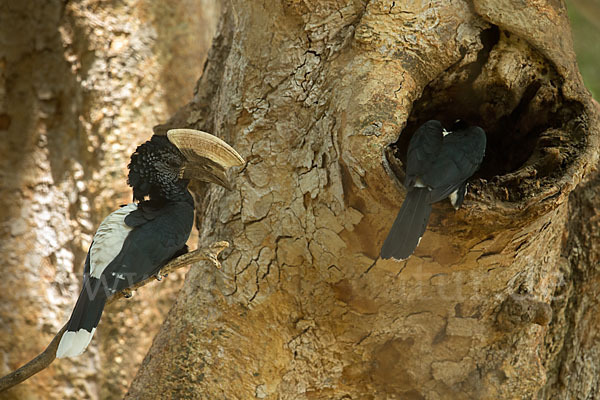 Silberwangen-Hornvogel (Bycanistes brevis)