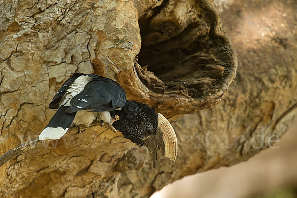 Silberwangen-Hornvogel (Bycanistes brevis)