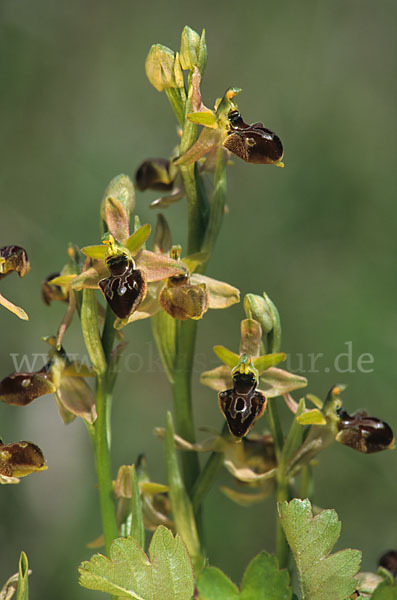 Sizilische Ragwurz (Ophrys sphegodes ssp. Sicula)