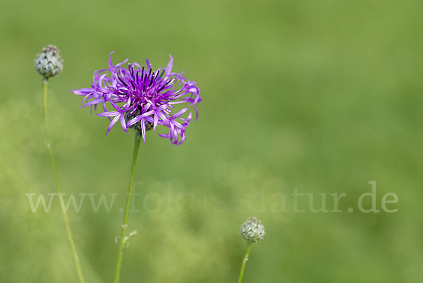 Skabiosen-Flockenblume (Centaurea scabiosa)