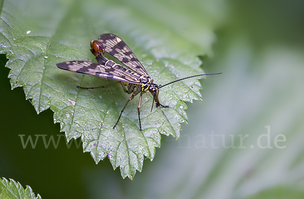 Skorpionsfliege spec. (Panorpa spec.)