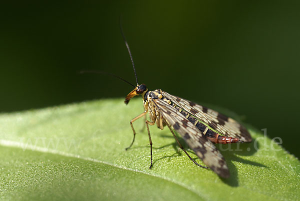 Skorpionsfliege spec. (Panorpa spec.)