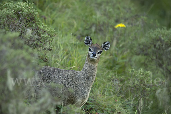 Somali-Klippspringer (Oreotragus somalicus)