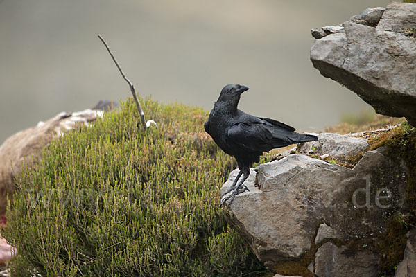 Somalirabe (Corvus edithae)