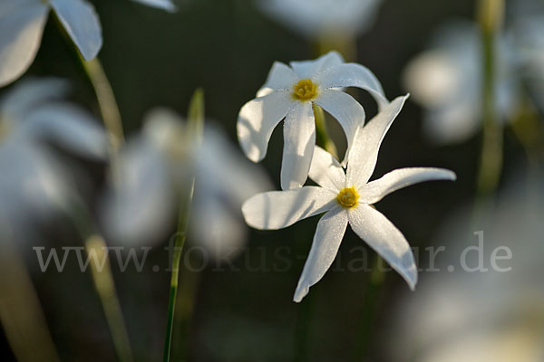 Späte Narzisse (Narcissus serotinus)