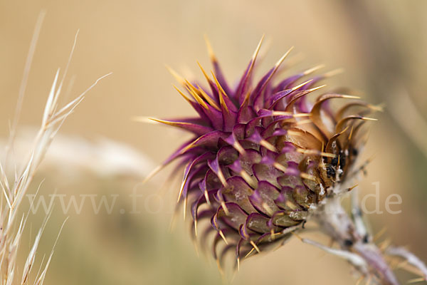 Spanische Artischocke (Cynara cardunculus)