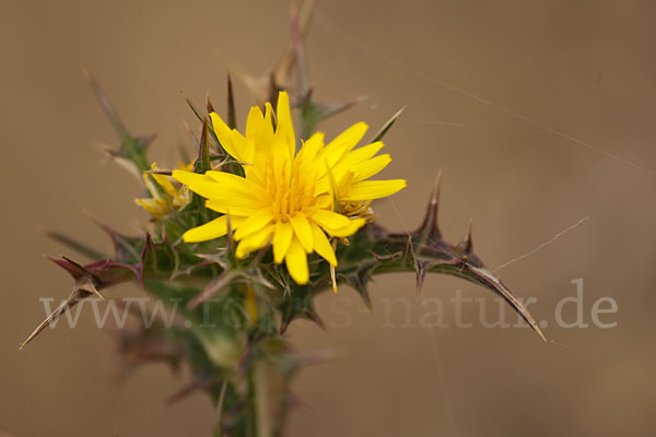 Spanische Golddistel (Scolymus hispanicus)