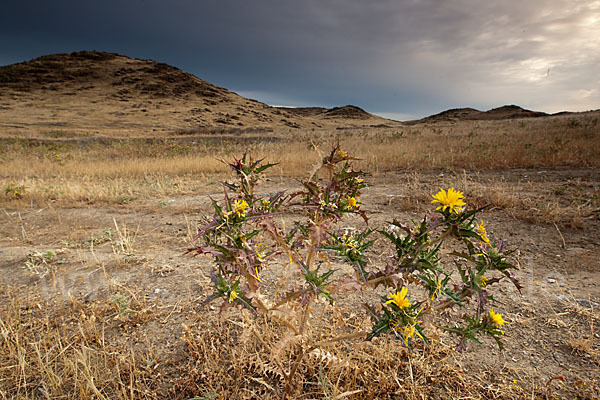 Spanische Golddistel (Scolymus hispanicus)