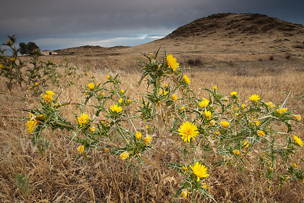 Spanische Golddistel (Scolymus hispanicus)