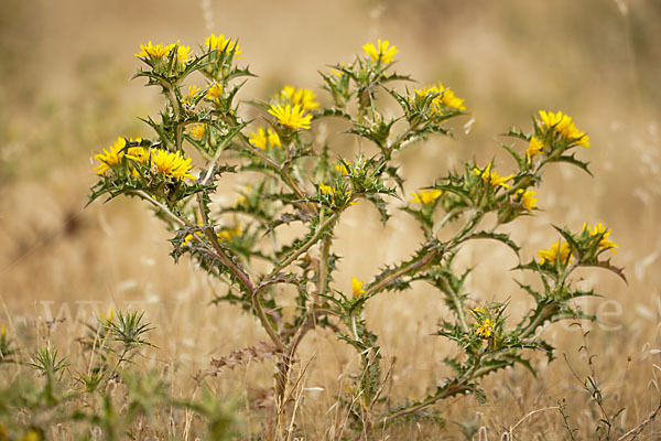 Spanische Golddistel (Scolymus hispanicus)