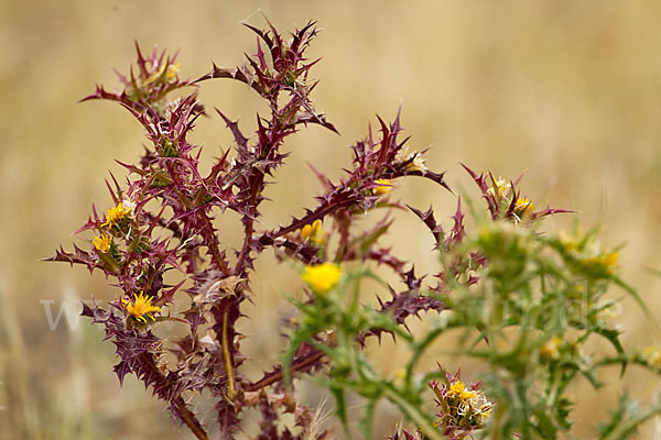 Spanische Golddistel (Scolymus hispanicus)