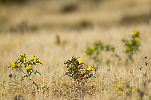 Spanische Golddistel (Scolymus hispanicus)