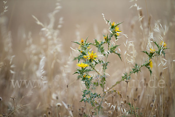 Spanische Golddistel (Scolymus hispanicus)