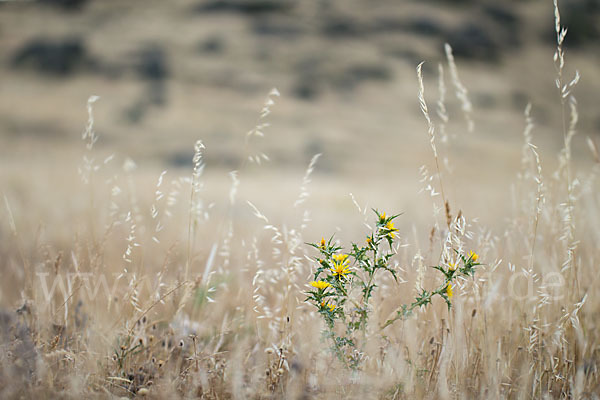 Spanische Golddistel (Scolymus hispanicus)