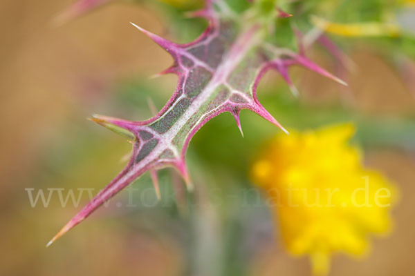 Spanische Golddistel (Scolymus hispanicus)