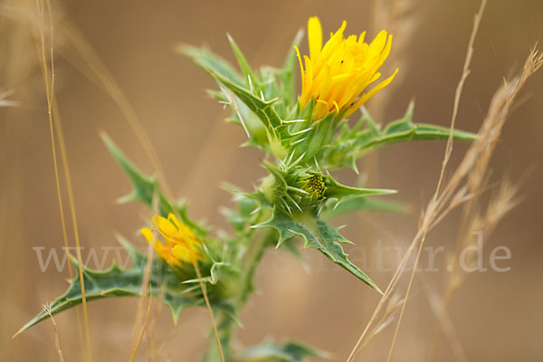 Spanische Golddistel (Scolymus hispanicus)