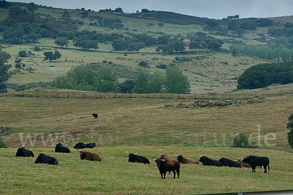 Spanisches Kampfrind (Bos taurus)