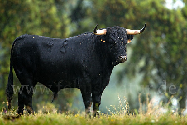 Spanisches Kampfrind (Bos taurus)