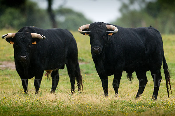 Spanisches Kampfrind (Bos taurus)