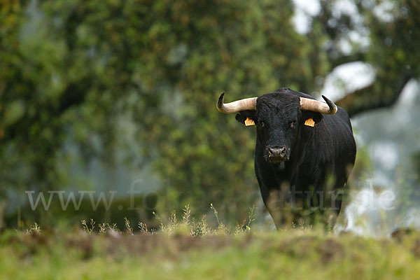 Spanisches Kampfrind (Bos taurus)