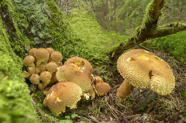 Sparriger Schüppling (Pholiota squarrosa)