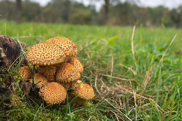 Sparriger Schüppling (Pholiota squarrosa)