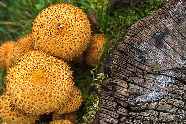 Sparriger Schüppling (Pholiota squarrosa)