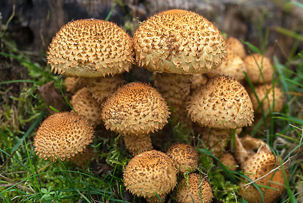 Sparriger Schüppling (Pholiota squarrosa)