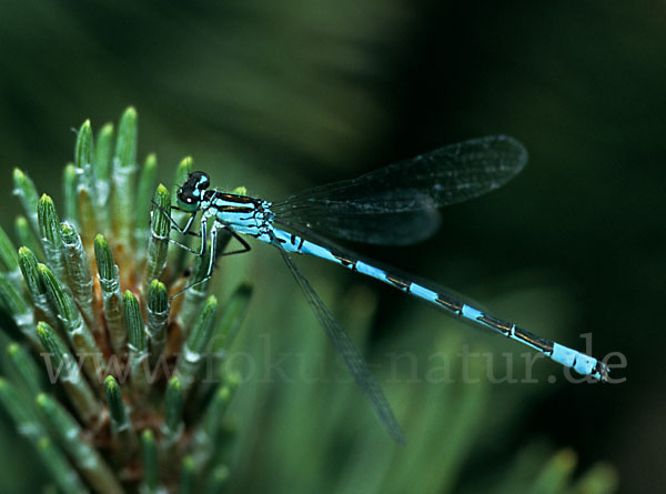 Speer-Azurjungfer (Coenagrion hastulatum)