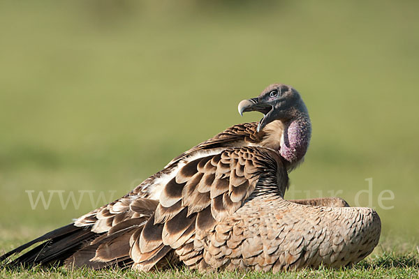 Sperbergeier sspec. (Gyps rüppellii erlangeri)