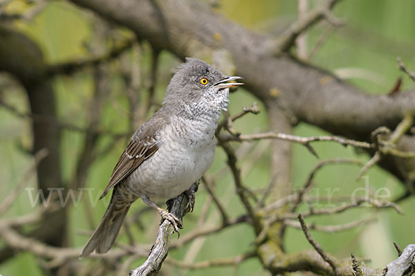 Sperbergrasmücke (Sylvia nisoria)