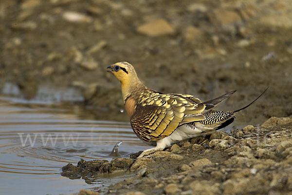 Spießflughuhn (Pterocles alchata)