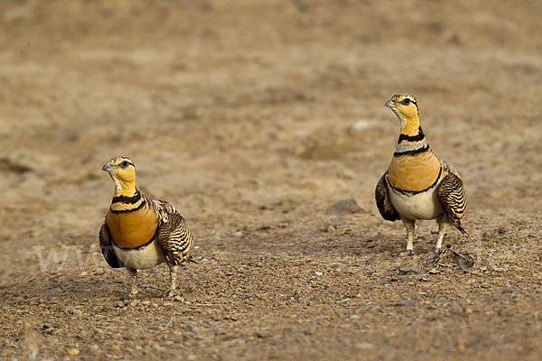 Spießflughuhn (Pterocles alchata)