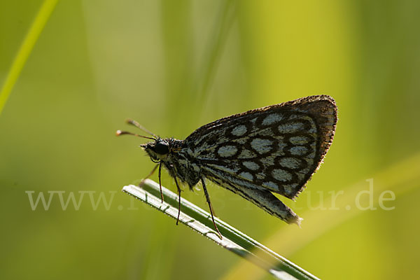 Spiegelfleck-Dickkopffalter (Heteropterus morpheus)