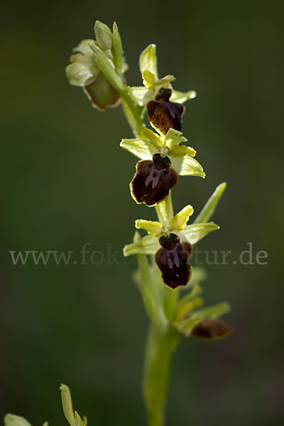 Spinnen-Ragwurz (Ophrys sphegodes)