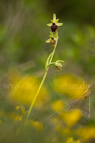 Spinnen-Ragwurz (Ophrys sphegodes)