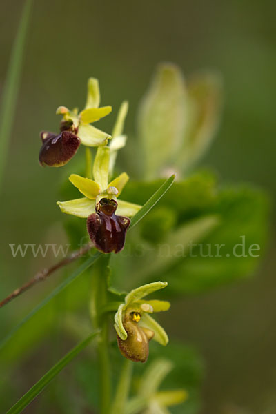 Spinnen-Ragwurz (Ophrys sphegodes)