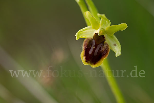 Spinnen-Ragwurz (Ophrys sphegodes)