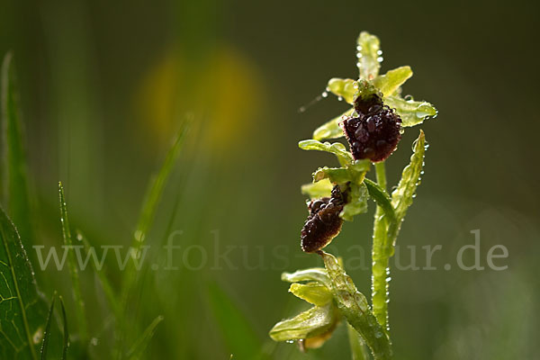 Spinnen-Ragwurz (Ophrys sphegodes)