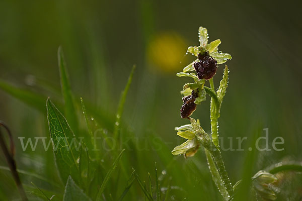 Spinnen-Ragwurz (Ophrys sphegodes)