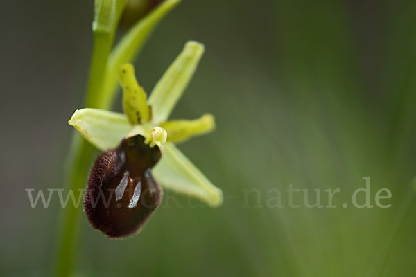 Spinnen-Ragwurz (Ophrys sphegodes)