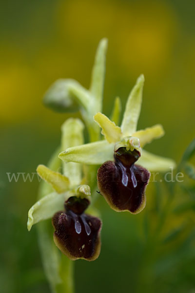 Spinnen-Ragwurz (Ophrys sphegodes)