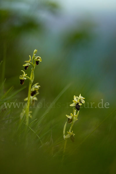 Spinnen-Ragwurz (Ophrys sphegodes)