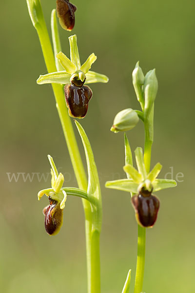 Spinnen-Ragwurz (Ophrys sphegodes)