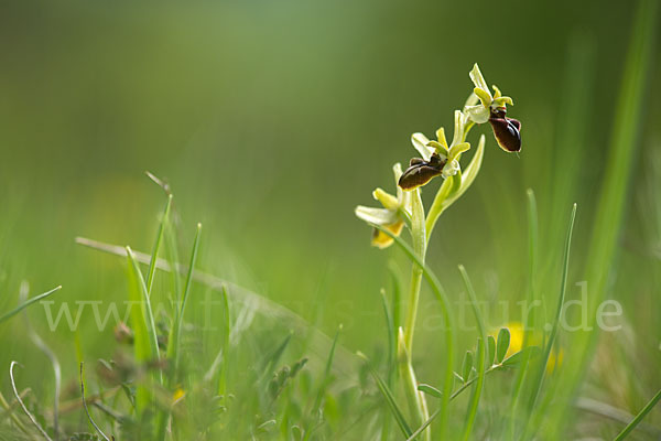 Spinnen-Ragwurz (Ophrys sphegodes)